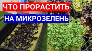 КАКИЕ СЕМЕНА МОЖНО ПРОРАСТИТЬ И ВЫРАЩИВАТЬ КАК МИКРОЗЕЛЕНЬ.