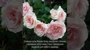 Роза Морден Блаш