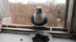 [ASMR] Необычный голубь ест семечки на окне / Unusual pigeon eats seeds on the window