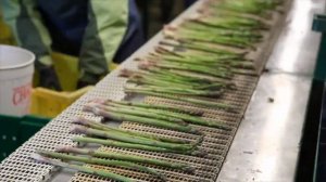 Norfolk Asparagus