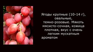 @Сорт винограда Анюта – красный виноград мускатного вкуса