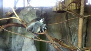 Лемур кошачий | Lemur catta