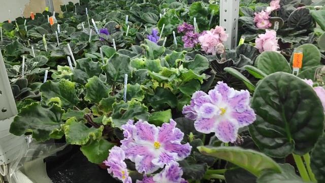 Последние деньки весны. Немного красоты. смотреть онлайн