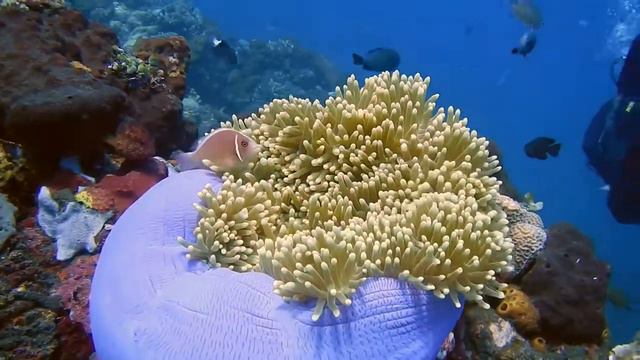 Pink Anemone Fish (Amphiprion perideraion) and Colorful Reef in Tulamben, Bali, Indonesia смотреть онлайн