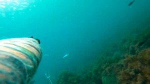 Подводная охота на лобана