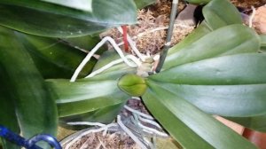 Вялые листья орхидеи, что делать.