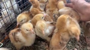 ОБЗОР. КУРЫ НЕСУТ ЗЕЛЕНОЕ ЯЙЦО. ДОМИНАНТЫ.