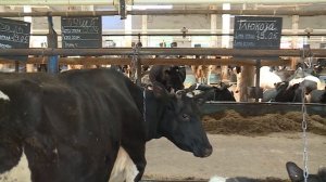 PRO деревню_ грант _Семейная ферма_