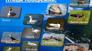 Птицы Краснодарского края