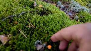 Террариум для муравьев(Своими руками)