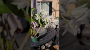 Dendrobium White Grace 'Sato'