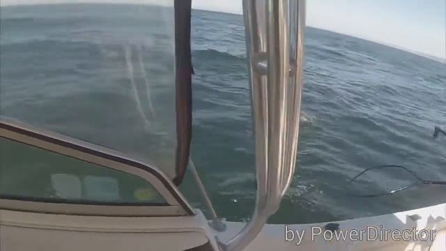 Golden Gate San Francisco Salmon Fishing смотреть онлайн