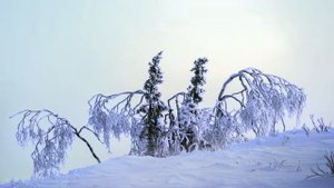 На Севере Крайнем