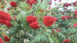 Кудрявая рябина - налилися гроздья соком вешним.   Автор видео Елена Цыганова  24 09 21г