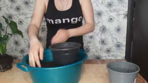 Филодендрон Shangri La/Пересадка