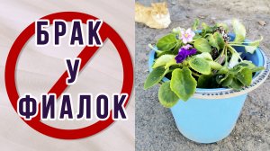 Фиалки в мусор! Брак у фиалок. Размножение фиалок семенами.