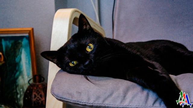 ТАНЯ и ДИК 2.28.  Великое переселение продолжается - и только Мусечка была возмущена смотреть онлайн