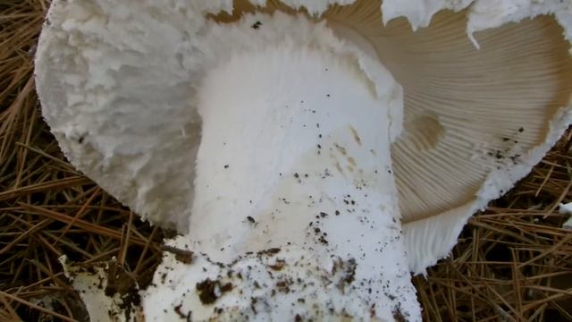 Im Detail Amanita ovoidea смотреть онлайн