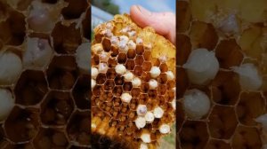 Как проверить заклещеванность семьи пчел