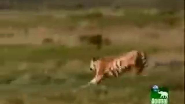 Tigers hunt ostrich in Africa смотреть онлайн