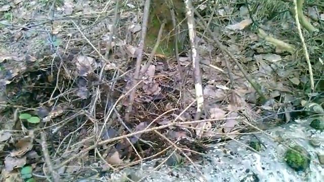 КОМПОСТ ИЗ ЛЕСА.Удобрение бесплатное для растений и деревьев в России наилутшее