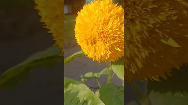 Teddy Bear Sunflower from seed 1 lb head!