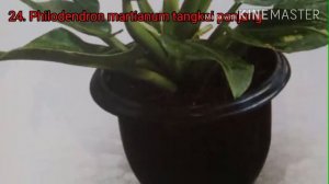 50 jenis tanaman hias philodendron. types of philodendrons. tanaman hias trend 2021