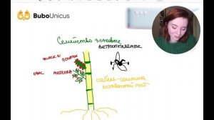 Систематика покрытосеменных | БИОЛОГИЯ ЕГЭ | Лина Клевер