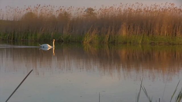 Рыбалка весной. Звуки природы… моральный отдых! смотреть онлайн