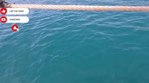 КУПАНИЕ С ДЕЛЬФИНАМИ НА БОЛЬШОМ УТРИШЕ! #АНАПА