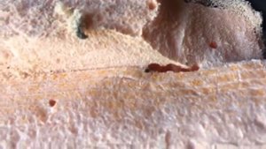 Муравьи в пеноплексе а я думал откуда шум дома