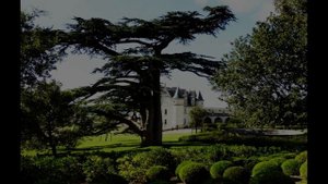 ИНТЕРЕСНЫЕ ФАКТЫ О ДЕРЕВЕ КЕДРА.