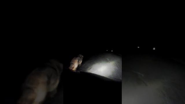 Волк спортсмен . Башкирия. смотреть онлайн