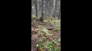 Гон смычка русских гончих д. Харагеничи, Тихвинский р-н