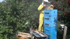 Народный улей Варрэ. Отбор мёда. Фазы 2 и 3. Снятие корпусов. Откачка. Осушка