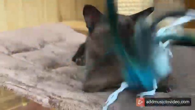 Магнолия смотреть онлайн