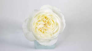 Leonora (Auswagsy) Rose by David Austin Wedding Roses