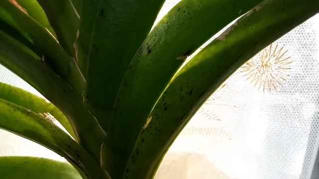 Как выбрать себе ванду , на что обратить внимание. смотреть онлайн