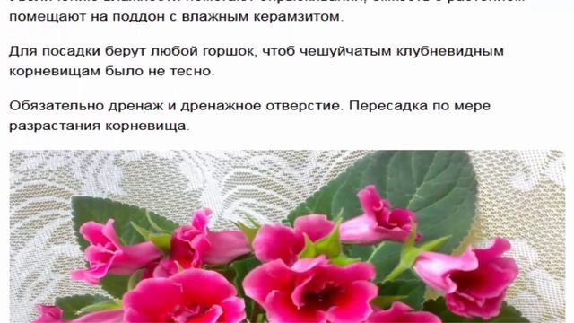 Тидея - красота с весны до осени смотреть онлайн