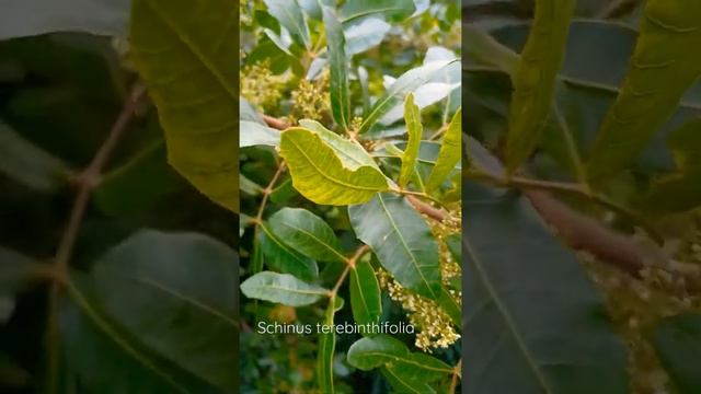 Schinus terebinthifolius (Faux poivrier)