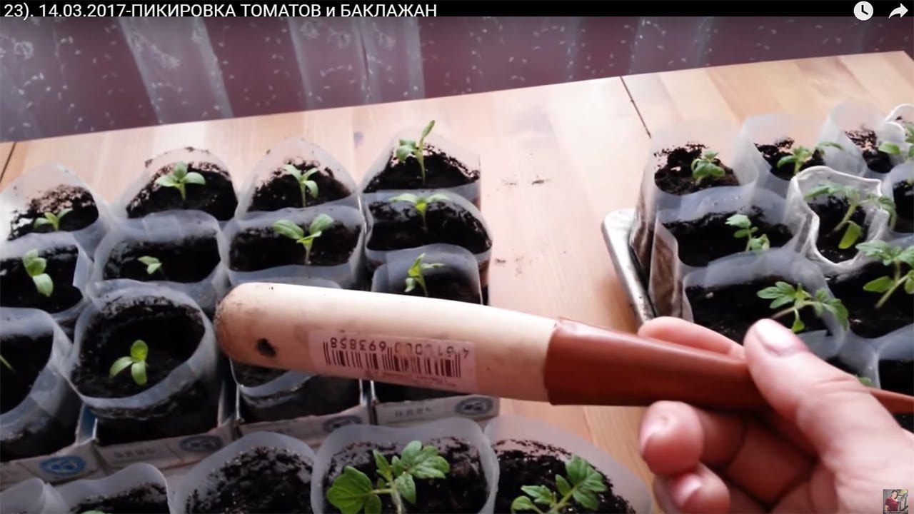 Пикирование рассады Томатов и баклажанов. Выращивание рассады овощей