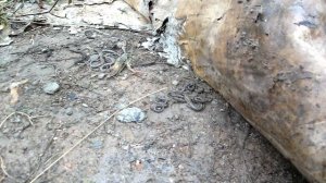 как зимуют ящерицы