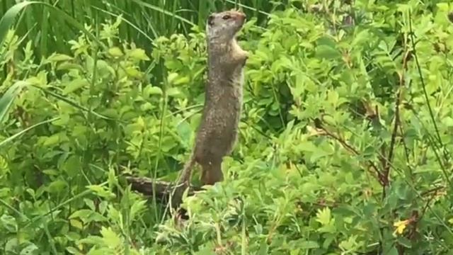 Yellowstone National Park смотреть онлайн