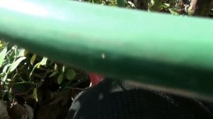 Обрезка и укрытие на зиму плетистой розы .