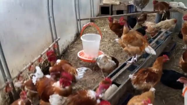 Голошейки - супер куры! Выращивание, кормление, делюсь опытом.