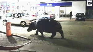 В Южно-Африканской республике бегемот пришел на автозаправку