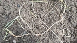 Как избавиться от пырея ползучего на огороде