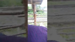 Результат кастрации козлёнка резинкой. Через какое время отваливаются семенники.