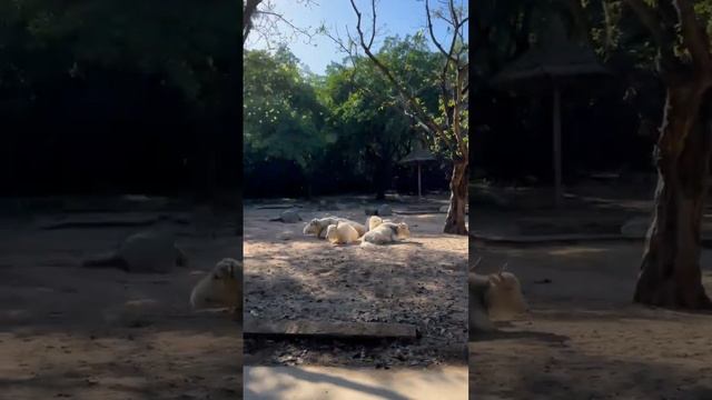 ?Животное Як - Фигак | мемы | приколы от Зубарев #юмор #стендап #Китай #Shorts смотреть онлайн