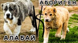 Алабай против Саги Дахмарда или щенки аборигенных и заводских САО сравнение